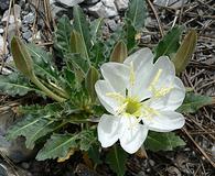 Oenothera cespitosa