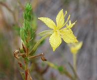 Oenothera clelandii