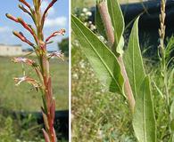 Oenothera curtiflora