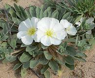 Oenothera deltoides