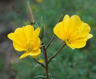 Oenothera elata