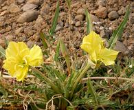 Oenothera flava