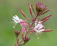 Oenothera gaura