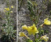 Oenothera glazioviana