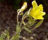 Oenothera grandis