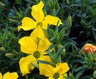 Oenothera hartwegii