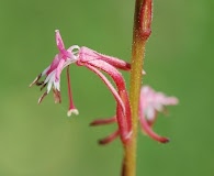 Oenothera hexandra