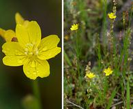 Oenothera linifolia