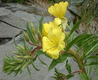 Oenothera oakesiana