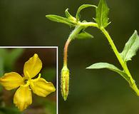 Oenothera pubescens