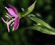 Oenothera rosea