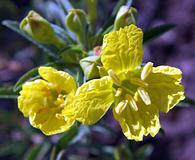 Oenothera serrulata