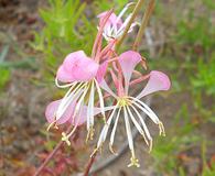 Oenothera sinuosa