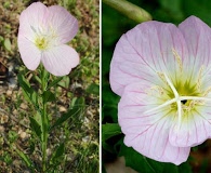 Oenothera speciosa