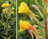 Oenothera villosa