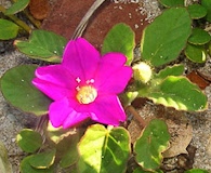 Okenia hypogaea