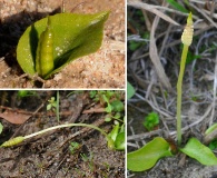 Ophioglossum crotalophoroides