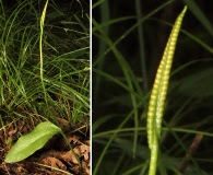 Ophioglossum vulgatum