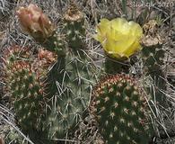 Opuntia X columbiana