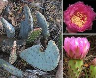 Opuntia basilaris