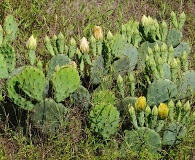 Opuntia cespitosa