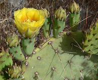 Opuntia engelmannii