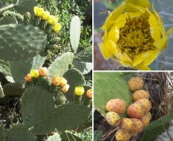 Opuntia ficus-indica