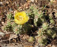 Opuntia fragilis