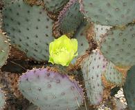 Opuntia gosseliniana