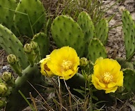 Opuntia humifusa