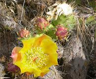 Opuntia littoralis