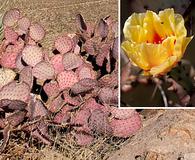 Opuntia macrocentra