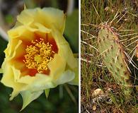 Opuntia macrorhiza