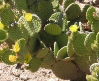 Opuntia microdasys