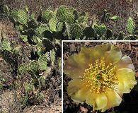 Opuntia phaeacantha