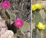 Opuntia polyacantha