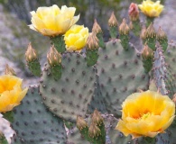 Opuntia rufida