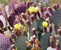 Opuntia santa-rita