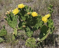 Opuntia stricta