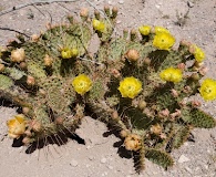 Opuntia tortispina