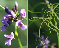 Orbexilum lupinellus