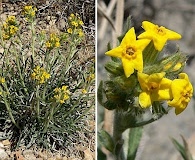 Oreocarya confertiflora