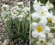 Oreocarya flavoculata