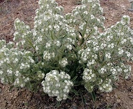 Oreocarya thyrsiflora