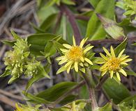 Oreochrysum parryi