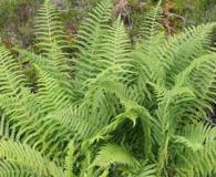 Oreopteris limbosperma