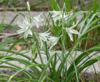 Ornithogalum nutans