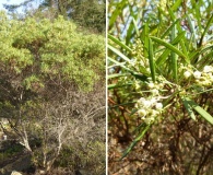 Ornithostaphylos oppositifolia