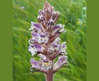 Orobanche minor