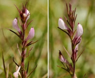 Orthocarpus purpureoalbus